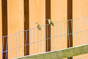 Two green hummingbirds sitting on a fence