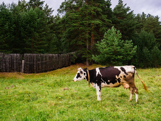 Fototapeta premium Cow grazing in a clearing. Wooden fence and pine forest in the background