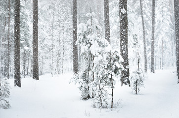 Close up of a small pine tree covered in snow in a winter forest under snowfall
