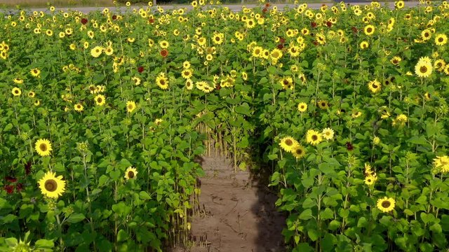 Vast sunflower fields in sunlight, cinematic aerial view.