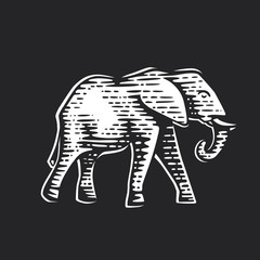 Illustration of the elephant.