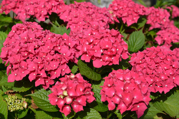 Blossoming of a hydrangea with bright colors (Hydrangea L.)