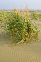 The colossal is giant (Leymus racemosus (Lam.) Tzvelev) grows on the dunes of the Curonian Spit....