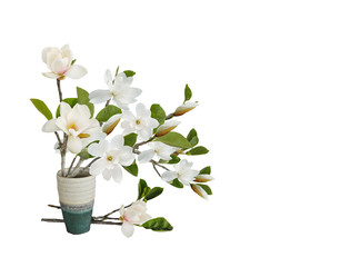Beautiful magnolia flower isolated on white background. © swisty242
