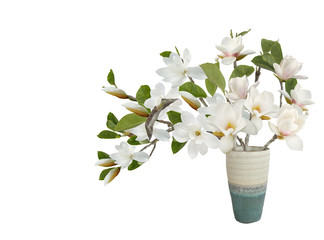 Beautiful magnolia flower isolated on white background.