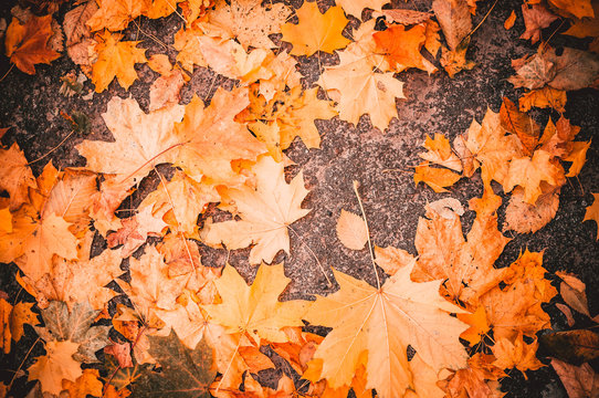 Maple leaves lie on the stone blocks in the park. The cold season of autumn. Time before halloween. The concept of the autumn period. Copy space.