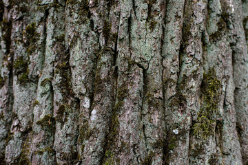 Texture of old tree bark with green moss