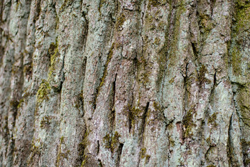 Texture of old tree bark with green moss
