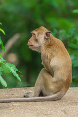 Close-up Long - tailed Macaque (Macaca fascicularis) sitting on concrete floor and waiting for foods from tourist.