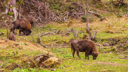 Bieszczady - Carpathians Mountains