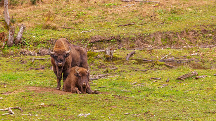 Bieszczady - Carpathians Mountains
