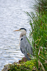 Grey heron (Ardea cinerea) on a riverbank