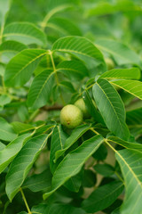 green unripe walnut on a tree. the fruits of a nut hang on a branch.