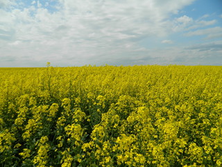 Beautiful rapeseed flowers against the blue sky.