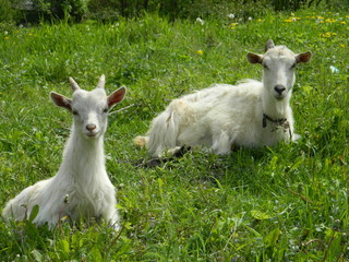 Fototapeta premium Cute white goats graze in a spring meadow among the flowers.