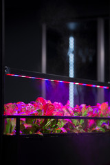 Watering the plants in the apartment. Intelligent water spray irrigation system. Watering with...