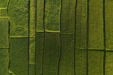 Abstract geometric shapes of agricultural parcels in green color..Bali rice fields. Aerial view shoot from drone directly above field.