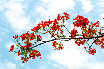 red Flame Tree or Royal Poinciana Tree with blue sky and cloud