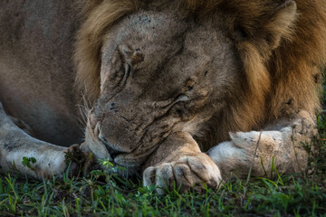 Lionshead