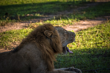 Lionshead