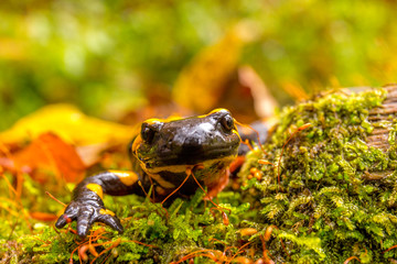 Bieszczady - Salamandra - Jaszczurka