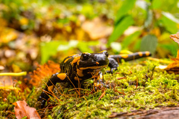 Bieszczady - Salamandra - Jaszczurka