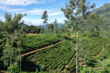 Fototapeta na wymiar View of the tea plantation and mountain landscape in Central Province, Sri Lanka