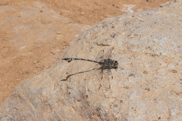Dragonfly in a wadi