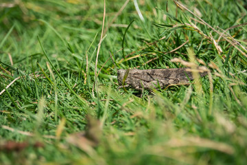 Carolina Grasshopper in Grass in Summer