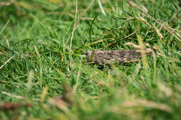 Naklejka na ściany i meble Carolina Grasshopper in Grass in Summer