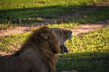 Lionshead