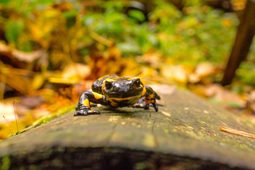 Bieszczady - Salamandra - Jaszczurka