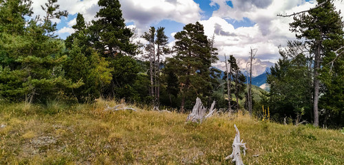 Paysage sauvage de montagne, Forêt de Durbon, Durbon, Durbonas, Hautes-Alpes, Provence-Alpes-Côte...