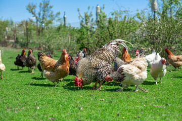 rooster and chickens graze on green grass. Livestock in the village