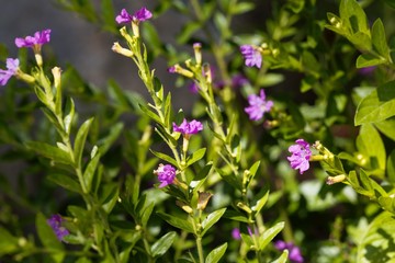 Flower of a hyssop loosestrife, Lythrum hyssopifolia.