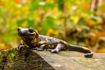 Bieszczady - Salamandra - Jaszczurka