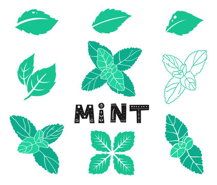 Blue mint leafs. Icons and silhouettes set. Leaves and branches. Vector illustration isolated on a white background.