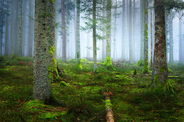 A scene in a dark misty pine forest with a moss carpet and fallen tree trunks. French Alsace. - obrazy, fototapety, plakaty