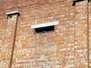 Abandoned London Factory Pigeon Brick