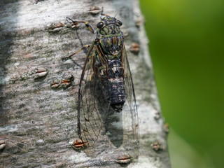 ツクツクボウシ