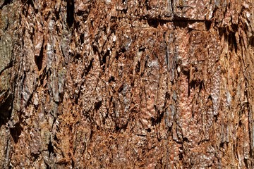 Bark of a giant sequoia, Sequoiadendron giganteum