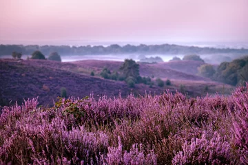 Peel and stick wall murals Light Pink Posbank netherlands, misty foggy sunrise over the national park Veluwezoom Posbank Netherlands, heather flowers in blooming, purple hills