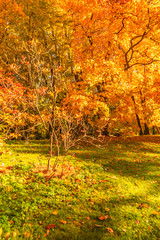 Autumn landscape Background. Fall scene panorama