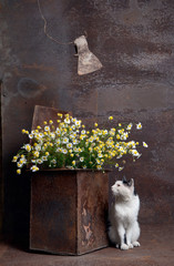 Still life with an iron box, flowers and a cat.