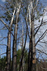 Fire-burned trees in the Urals, Russia.
