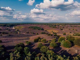 Posbank Drone view from above, blooming Heather fields at the Veluwezoom Posbank Netherlands