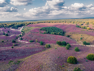 Posbank Drone view from above, blooming Heather fields at the Veluwezoom Posbank Netherlands