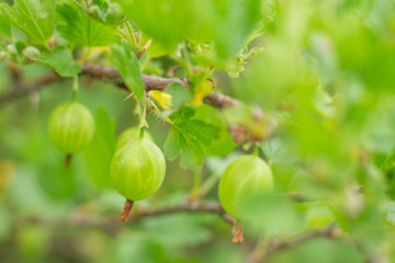 Growing of fresh green gooseberry. Organic berry with leaves hangs on branch. Nature background