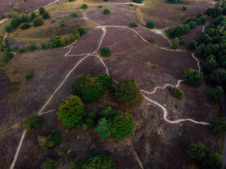 Posbank Drone view from above, blooming Heather fields at the Veluwezoom Posbank Netherlands