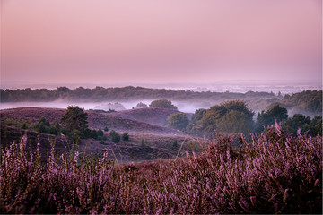 Posbank national park Veluwezoom, blooming Heather fields during Sunrise at the Veluwe in the Netherlands, purple hills of the Posbank